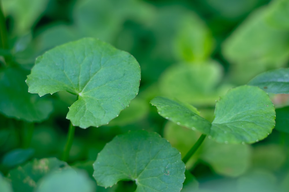 Hojas de centella asiática, la planta de la que se extrae este ingrediente
